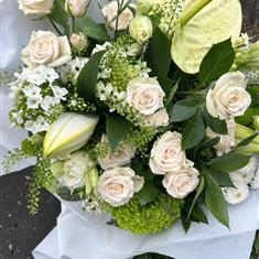 Pastel anthurium rose 